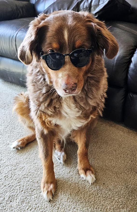 G006 Dog Pet Costume Retro 80s Sunglasses Adjustable for Medium Breed 20-40 lbs Party Prop Cosplay Photoshoot (Panto Black)