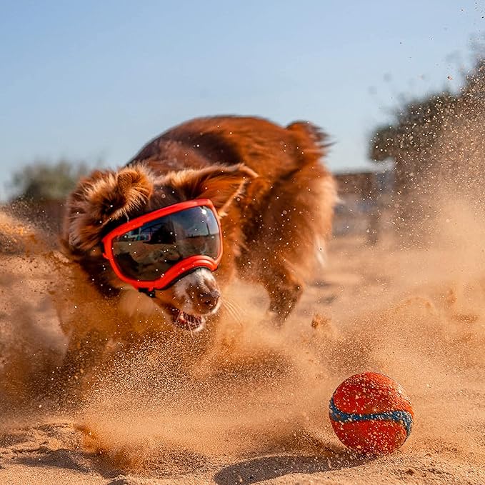 Rex Specs V2 Dog Goggles (Small, Black)