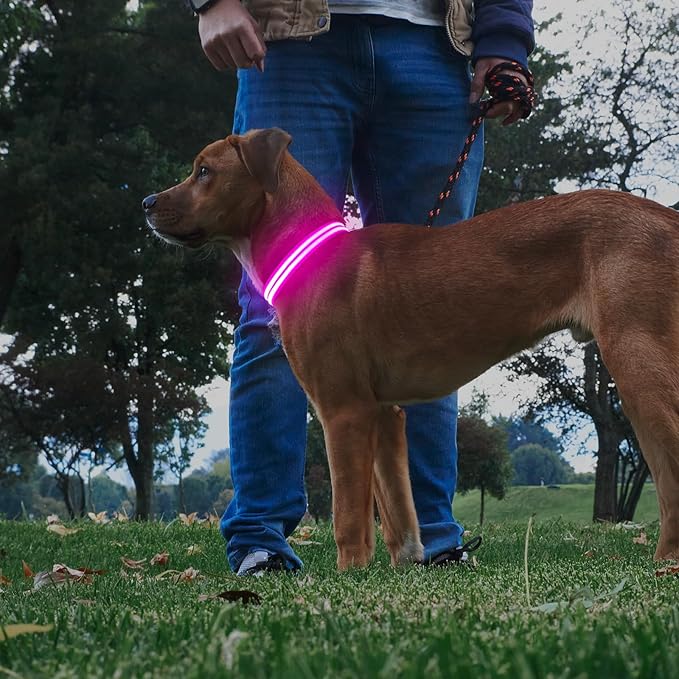 Illumifun Lighted Dog Collars for Night, USB Rechargeable Light Up Dog Collar, Water-Resistant LED Dog Collar Glow in The Dark (Pink, Medium)