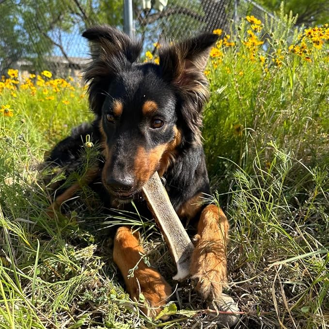 WhiteTail Naturals - Premium Split Elk Antlers for Large Dogs - (Extra Large-1Pack) - Elk Horn Dog Chews - Naturally Shed, Antler Chew Bone - Long Lasting, Crafted in USA