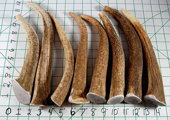 Elk Antler Dog Chew, Extra Large Tine, 8-12 inches, XL - Great for Large Dogs and Puppies