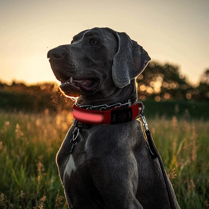 LED Dog Collar, Reflective Dog Collar, USB Rechargeable with 100% Waterproof Luminous Collar, Suitable for Medium and Large Dogs (Red, M)