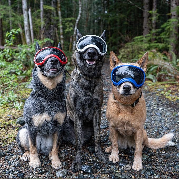 Rex Specs V2 Dog Goggles (Balkan Blue, Medium)
