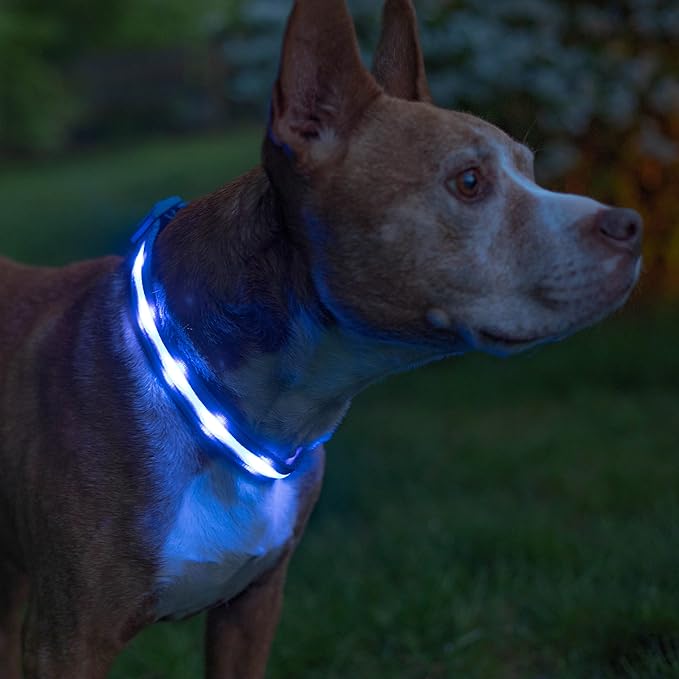 Blazin Light Up Dog Collar - The Original LED Dog Collar - USB Rechargeable - Waterproof - 1,000 Feet of Visibility - Dog Collar Light for Small, Medium, Large Dogs - USA Brand
