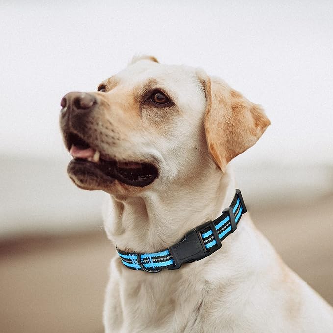 Mile High Life Reflective Dog Collar | Nylon Pet Collars wiith Buckle | Light Weight Puppy Collars | Light Blue Dog Collars for Large Dogs (Light Blue, L)