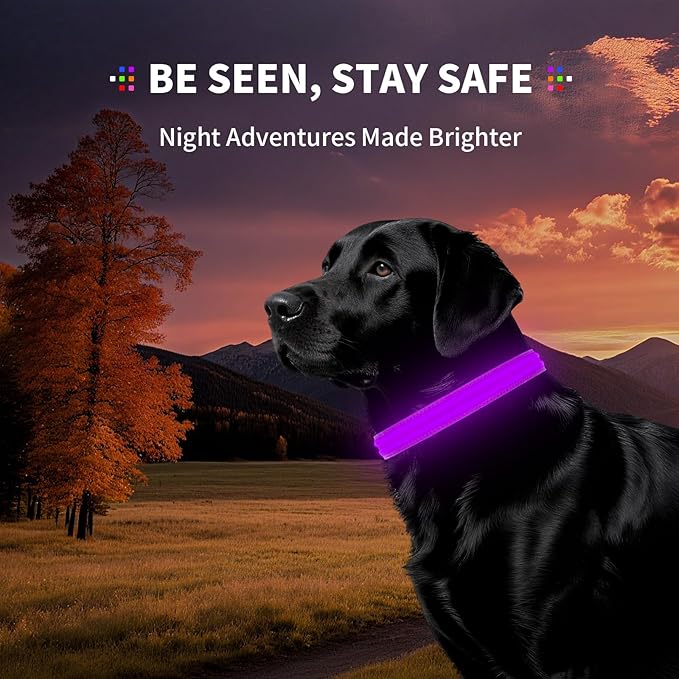 PetIsay Dog Light up Collar for Night Walking - High Visibility LED Dog Collar - Rechargeable - Waterproof - Reflective - Adjustable Lighted Glow Collars(Purple,Medium)