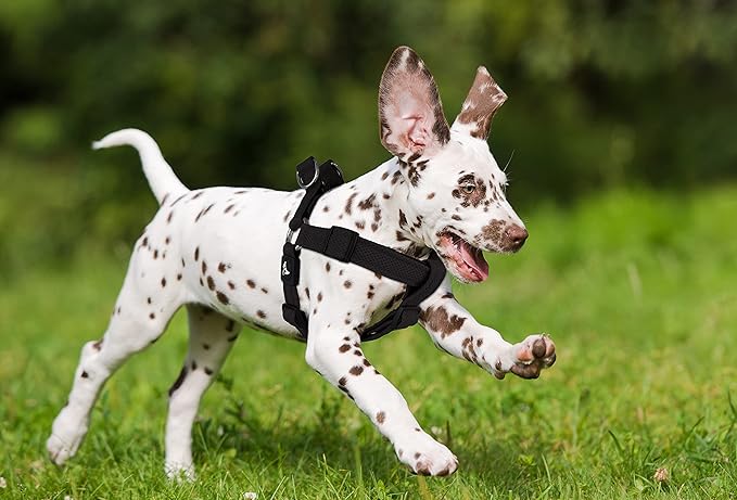 Kruz No Pull Dog Harness (Chest 21”-30”, Weight 22-53 lbs) Heavy-Duty Pet Harness for Medium Breeds, Ultra-Comfort Fit, Lifetime Durability, Adjustable Dog Harness No Pull Design (Red, Medium)