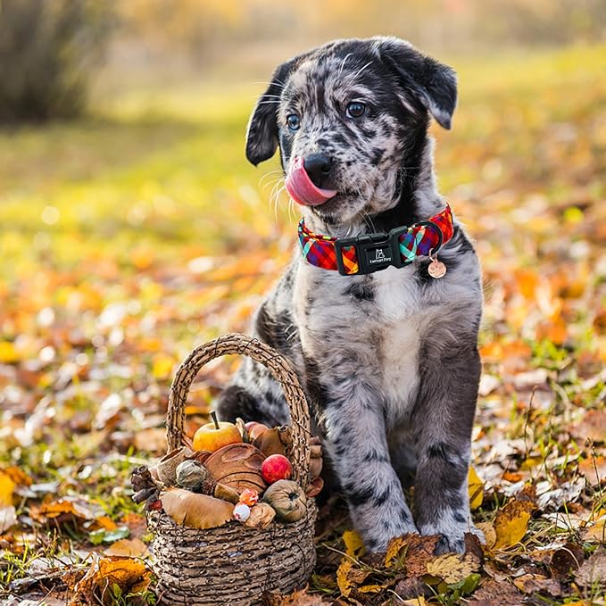Lionheart glory Fall Plaid Dog Collar-Cute Orange Dog Collars with Plastic Buckle Duty Soft Adjustable Collar for Medium Dogs Girls Boys Collars Party Pet Gift