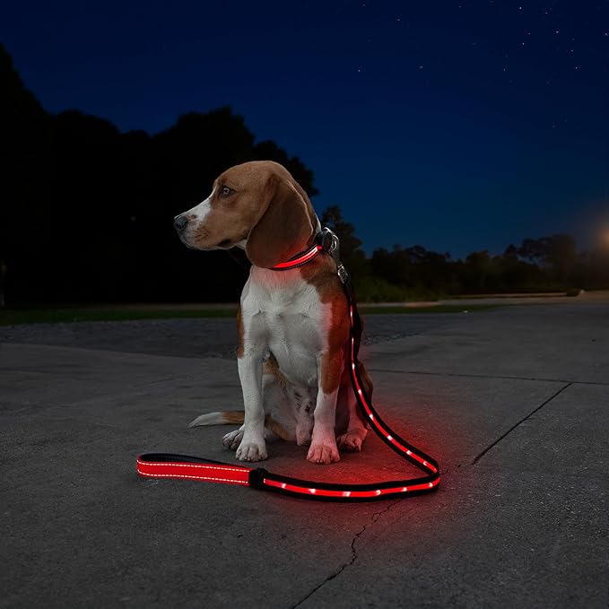 Sherry Kline LED Light-Up Pet Collar - USB Rechargeable - Flashing Glow in The Dark Size Medium, Color: Red