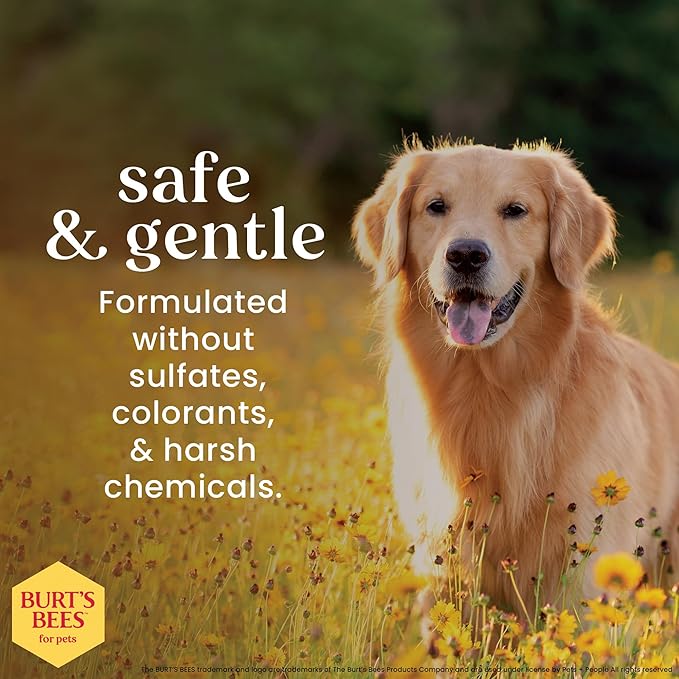 Burt's Bees for Pets Waterless Shampoo Spray for Dogs with Apple and Honey, 99.1% Natural Origin Formulas, Waterless Dog Shampoo - Gentle Dry Shampoo for Dogs, Best Dog Shampoo, 10 oz