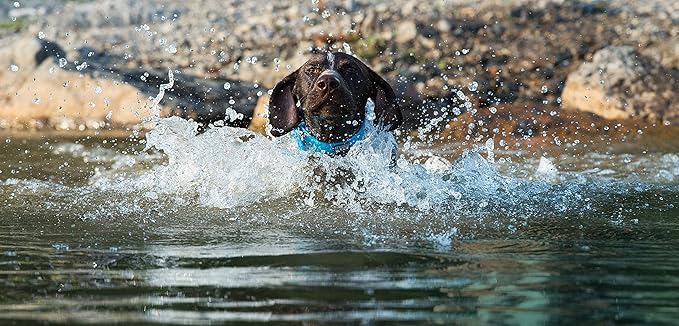 Terrain D.O.G. Brahma Webb Dog Collar