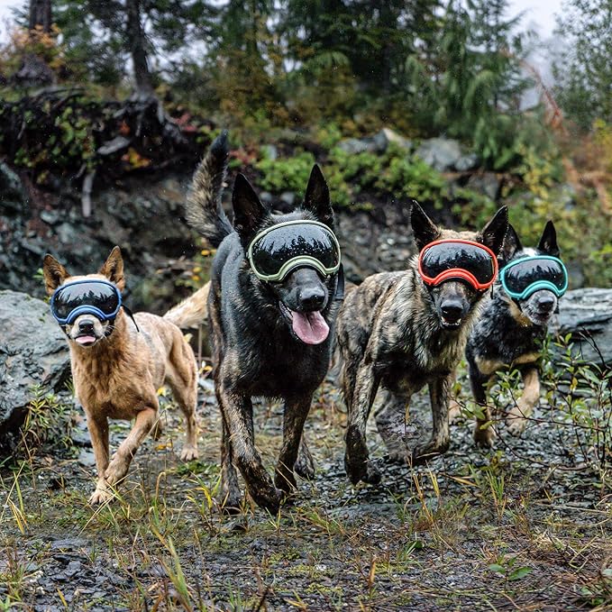 Rex Specs V2 Dog Goggles (Small, Black)