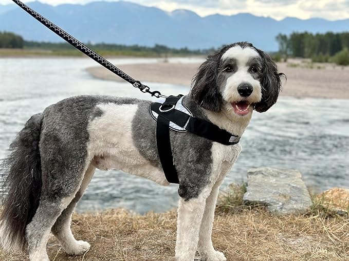 ShawnCo Essential Dog Harness, No-Pull Pet Vest with 3 Leash Clips, No Choke, Reflective, Adjustable and Padded, for Easy Walking and Training for Small, Medium and Large Dogs (Driftwood, S)