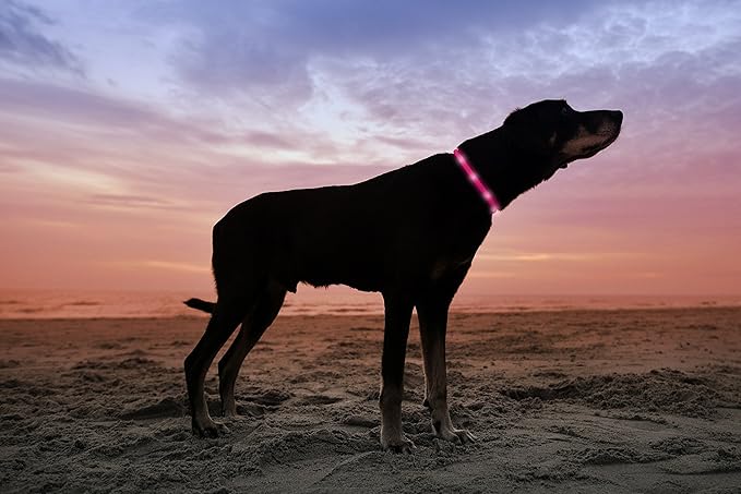 LED Dog Necklace Collar - USB Rechargeable Loop - Available in 6 Colors - Makes Your Dog Visible, Safe & Seen