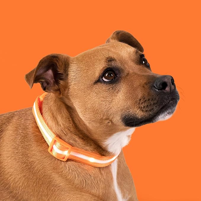 Blazin Light Up Dog Collar - The Original LED Dog Collar - USB Rechargeable - Waterproof - 1,000 Feet of Visibility - Dog Collar Light for Small, Medium, Large Dogs - USA Brand