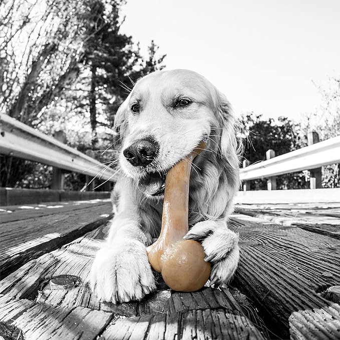 Pet Qwerks Zombie BarkBone - Nylon Dog Bone for Moderate Chewers - Cheddar Cheese Flavor - 9.5"