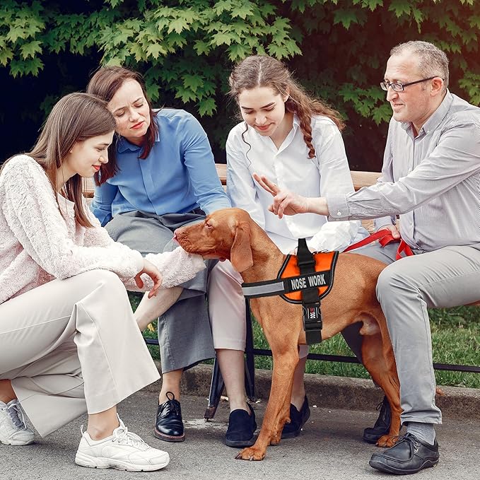 Dogline Unimax Dog Harness Vest with Nose Work Patches Adjustable Straps Breathable Neoprene for Identification Training Dogs Girth 28 to 38 in Orange