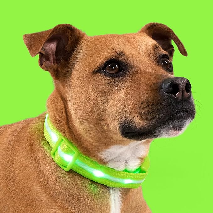 Blazin Light Up Dog Collar - The Original LED Dog Collar - USB Rechargeable - Waterproof - 1,000 Feet of Visibility - Dog Collar Light for Small, Medium, Large Dogs - USA Brand