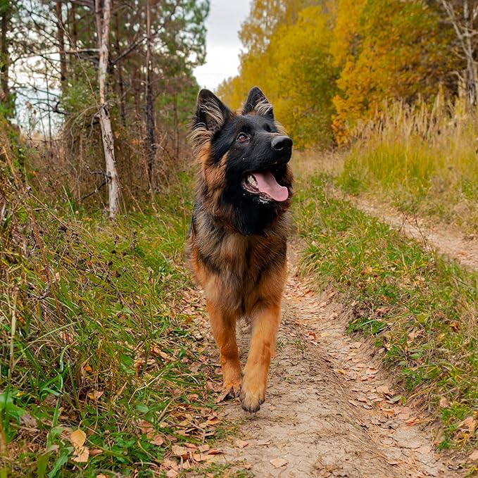 Dog Paw Trail Wax 2oz - Use Before Taking Dogs on a Hike - Balm Helps Protect Against Rocks, Uneven Terrain, Thorns, Glass - Moisturizes and Improves Elasticity - Lick-Safe - Made in USA