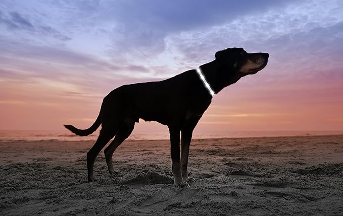 LED Dog Necklace Collar - USB Rechargeable Loop - Available in 6 Colors - Makes Your Dog Visible, Safe & Seen