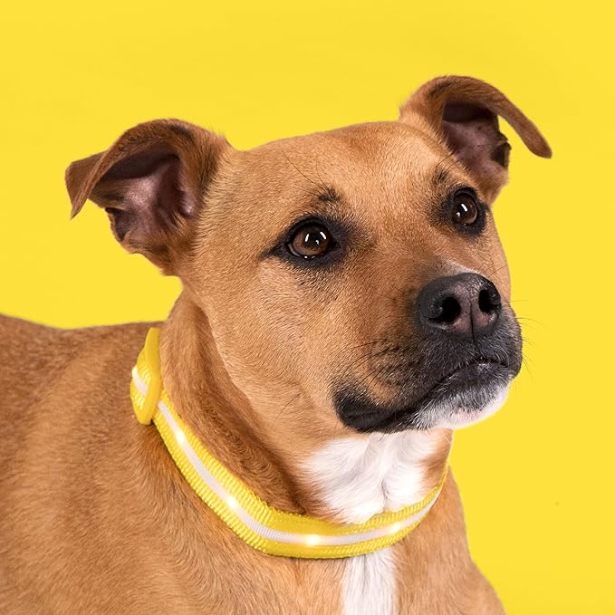 Blazin Light Up Dog Collar - The Original LED Dog Collar - USB Rechargeable - Waterproof - 1,000 Feet of Visibility - Dog Collar Light for Small, Medium, Large Dogs - USA Brand