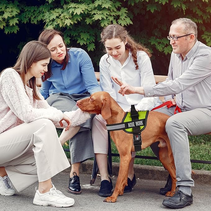 Dogline Vest Harness for Dogs and 2 Removable Nose Work Patches, Small/18 to 25", Green