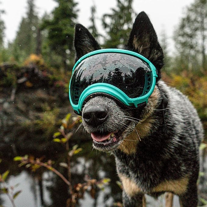 Rex Specs V2 Dog Goggles (Small, Black)