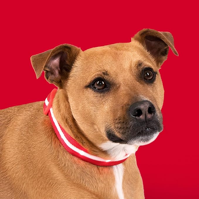 Blazin Light Up Dog Collar - The Original LED Dog Collar - USB Rechargeable - Waterproof - 1,000 Feet of Visibility - Dog Collar Light for Small, Medium, Large Dogs - US Brand