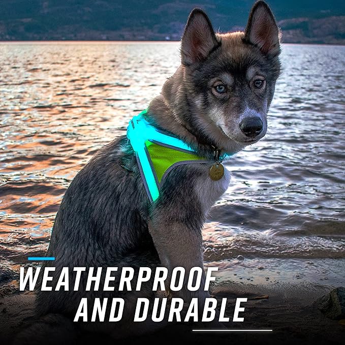 Noxgear LightHound (Large) + High-Visibility Dog Leash – Illuminated and Reflective Harness for Dogs Including Multicolored LED Fiber Optics (USB Rechargeable, Adjustable, Lightweight, Rainproof)