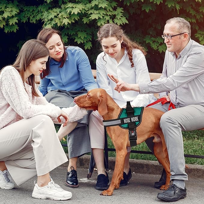 Dogline Unimax Dog Harness Vest with Nose Work Patches Adjustable Straps Breathable Neoprene for Identification Training Dogs Girth 36 to 46 in Turquoise