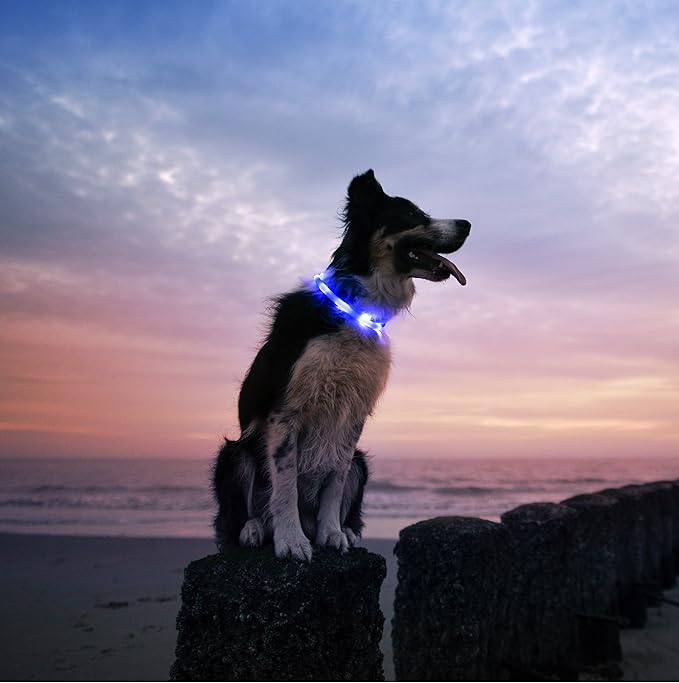 LED Dog Necklace Collar - USB Rechargeable Loop - Available in 6 Colors - Makes Your Dog Visible, Safe & Seen