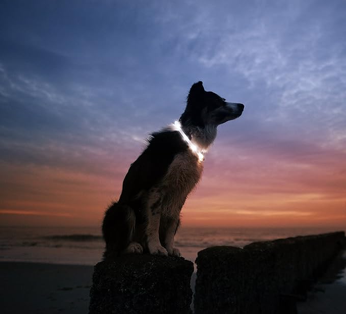 LED Dog Necklace Collar - USB Rechargeable Loop - Available in 6 Colors - Makes Your Dog Visible, Safe & Seen