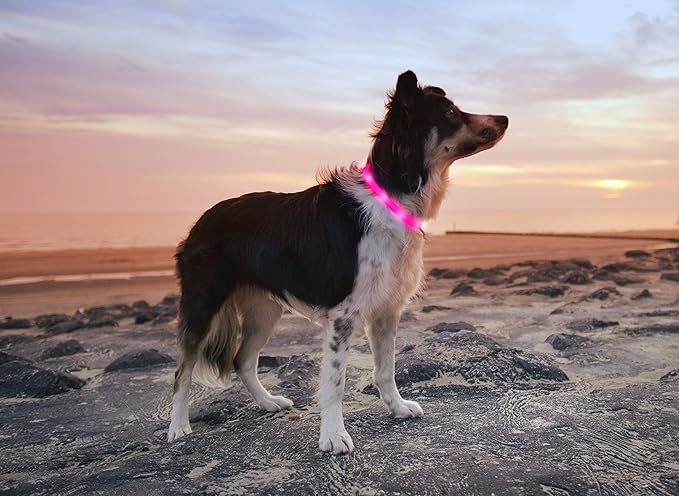 LED Dog Necklace Collar - USB Rechargeable Loop - Available in 6 Colors - Makes Your Dog Visible, Safe & Seen