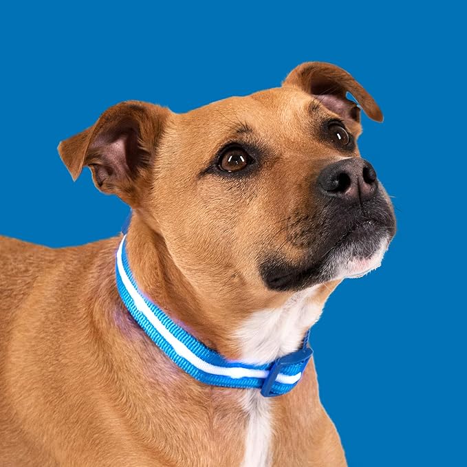 Blazin Light Up Dog Collar - The Original LED Dog Collar - USB Rechargeable - Waterproof - 1,000 Feet of Visibility - Dog Collar Light for Small, Medium, Large Dogs - US Brand