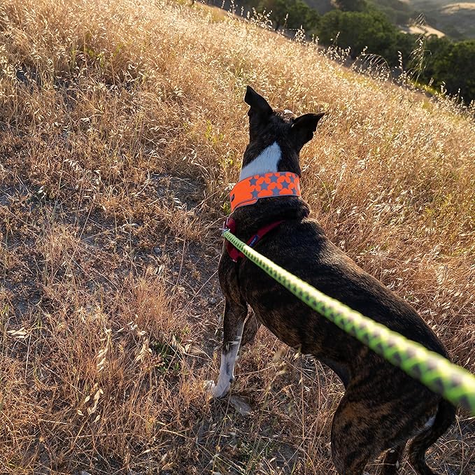 SafetyPUP XD Reflective Dog Collar – Blaze Orange Dog Collar, Adjustable Closure for a High Visibility Customizable Collar for Goats, Dogs, Deer, and Livestock. Reflective Stars Enhance Night Safety