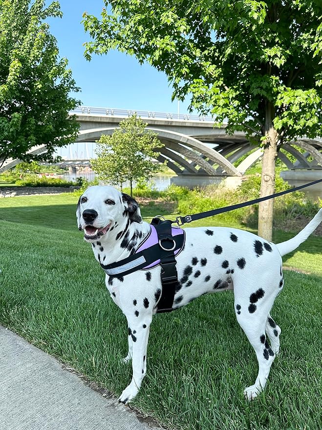 ShawnCo Essential Dog Harness, No-Pull Pet Vest with 3 Leash Clips, No Choke, Reflective, Adjustable and Padded, for Easy Walking and Training for Small, Medium and Large Dogs (ICY Lilac, M)